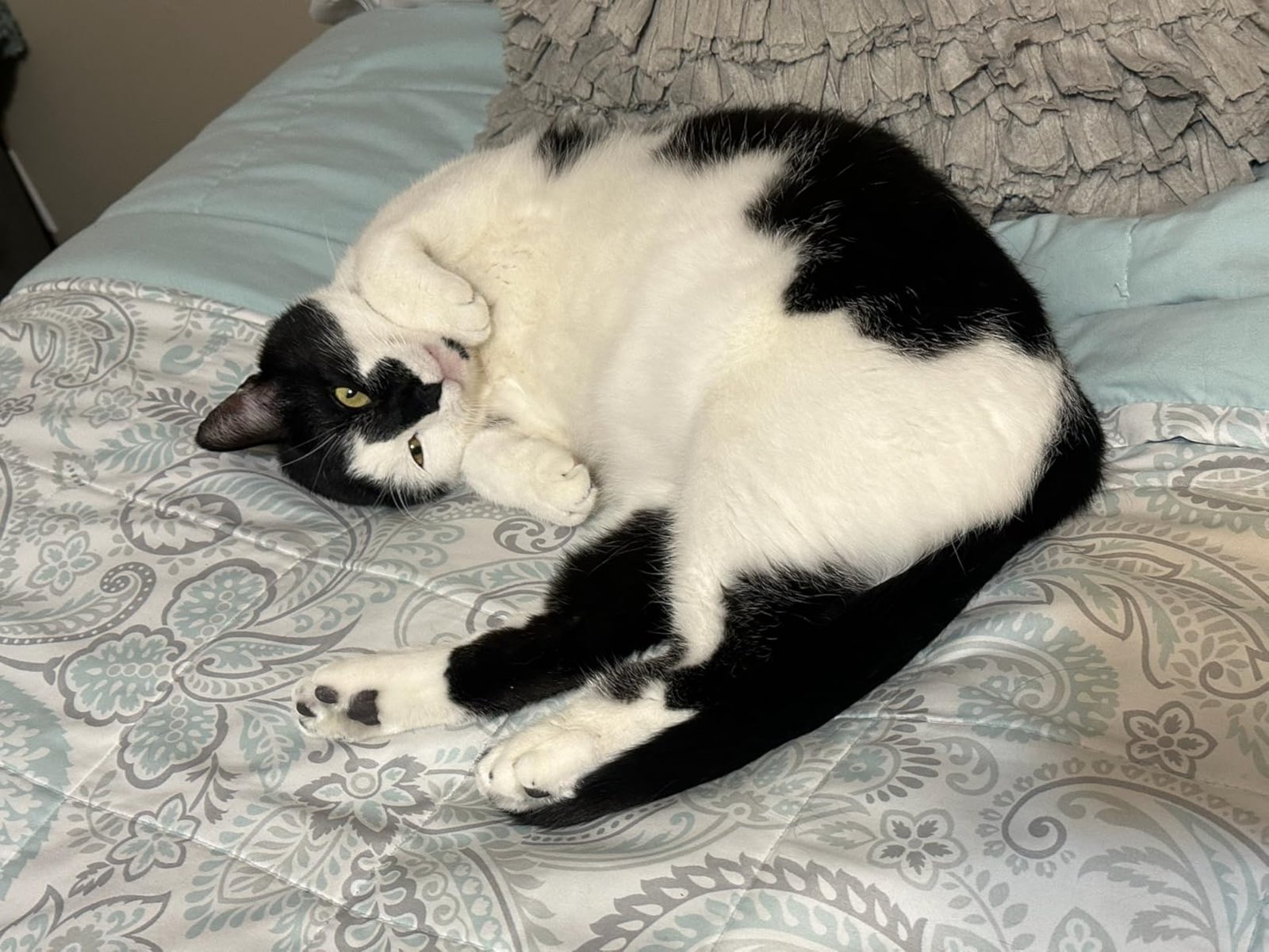 pet hair remover for laundry