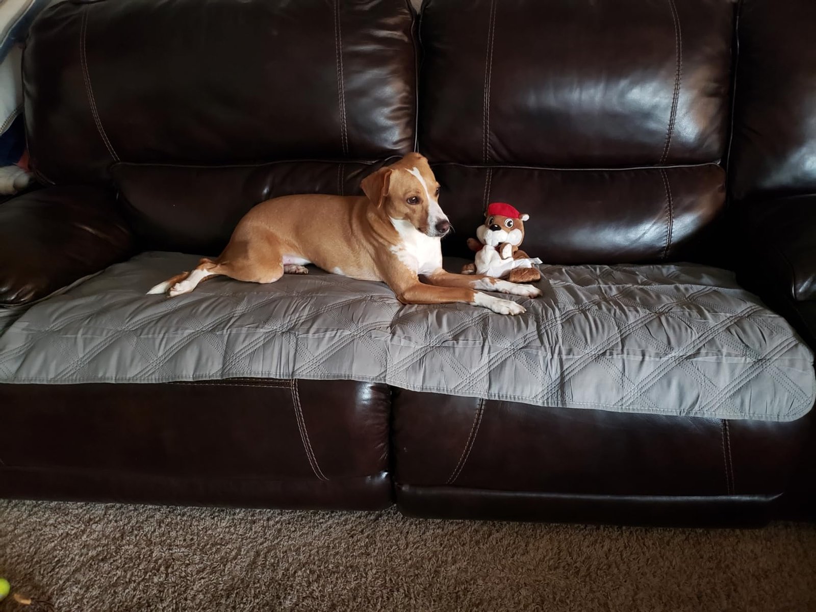 Why Every Pet Owner Needs This Waterproof Blanket