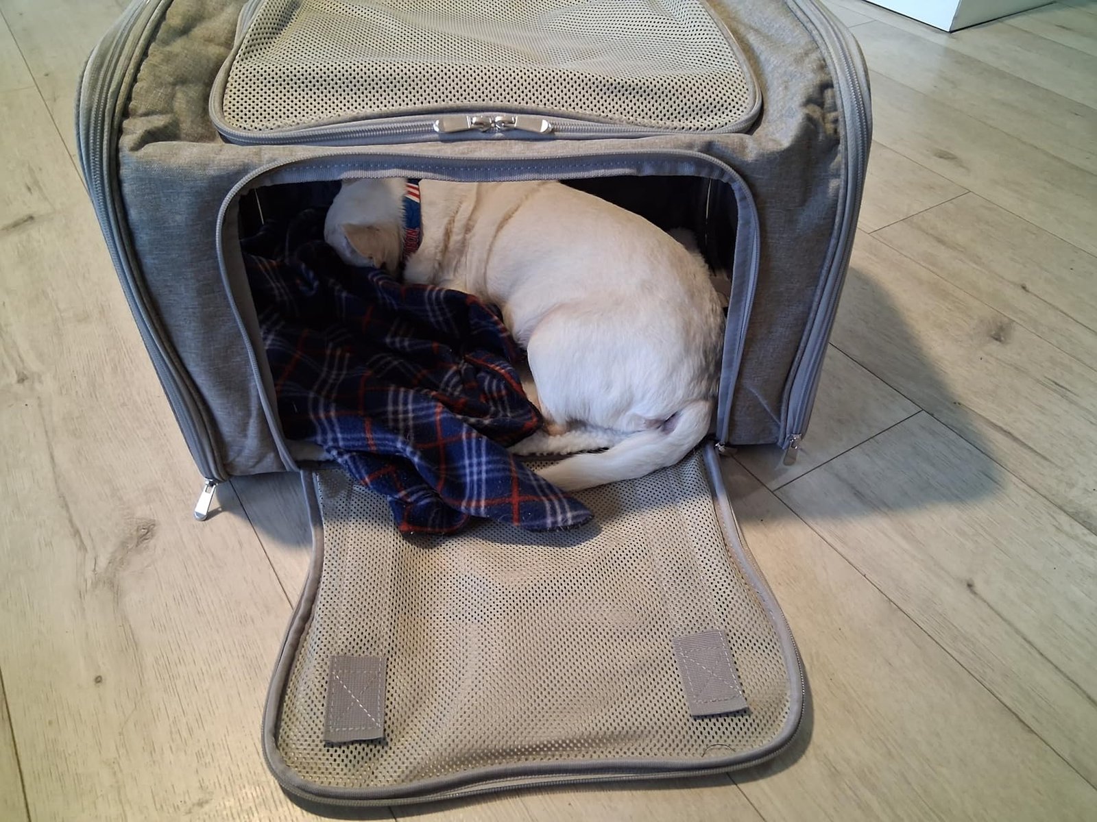 Journey in Comfort: Your Pet’s First-Class Ticket to Adventure