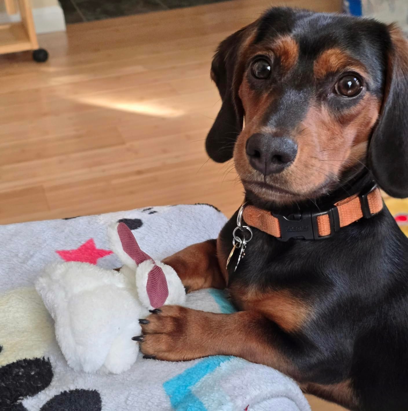 The Secret to a Happy, Engaged Pup: Discover the Magic of Interactive Hide and Seek Squeaky Toys