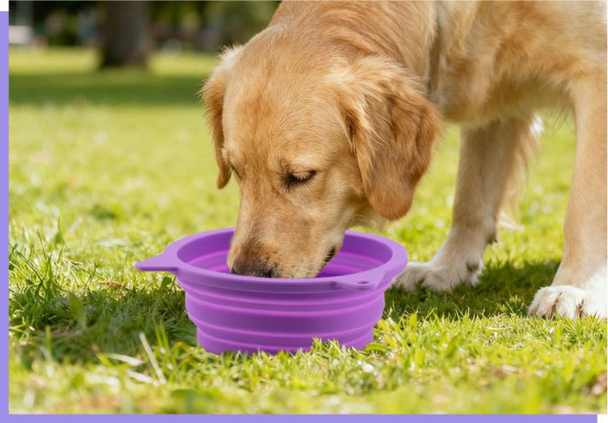 The Unfolding Revolution: SITABI’s Collapsible Slow Feeder Bowl – Where Adventure Meets Well-being