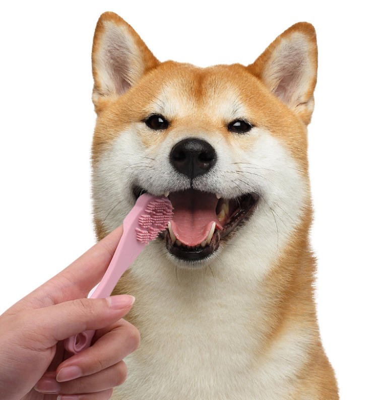 The Silent Epidemic: Why Your Customers Need the SITABI Silicone Pet Toothbrush for a Lifetime of Canine and Feline Health